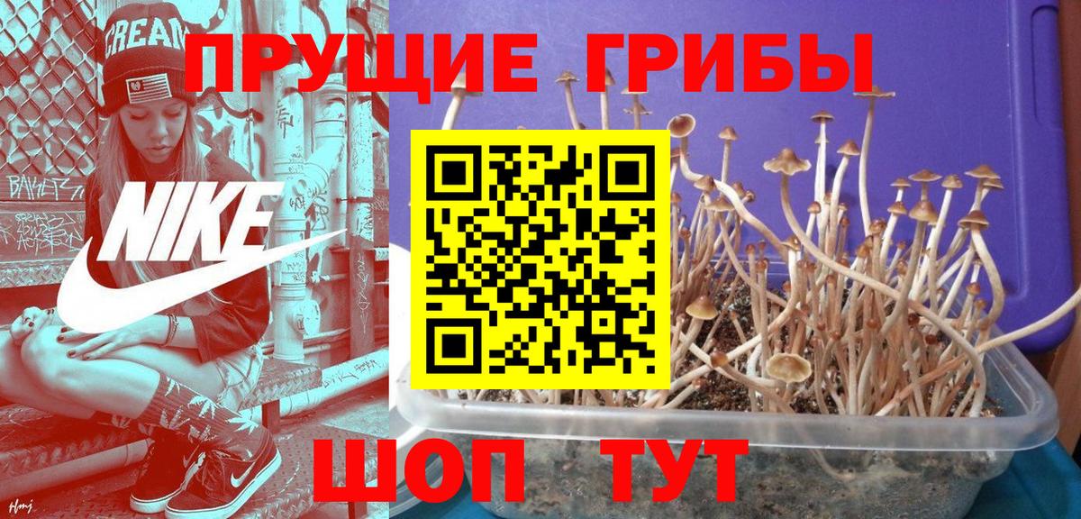 Псилоцибиновые грибы Psilocybe Комсомольск-на-Амуре